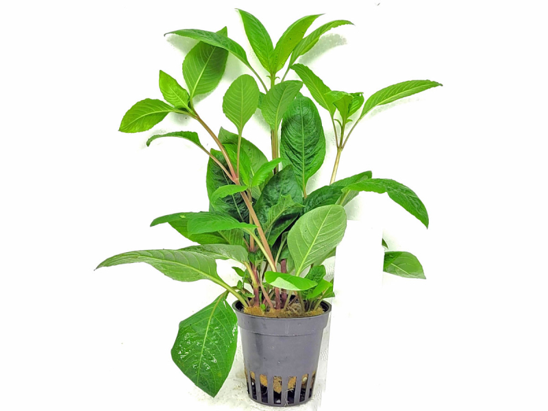 Preview: Riesenkirschblatt - Hygrophila corymbosa